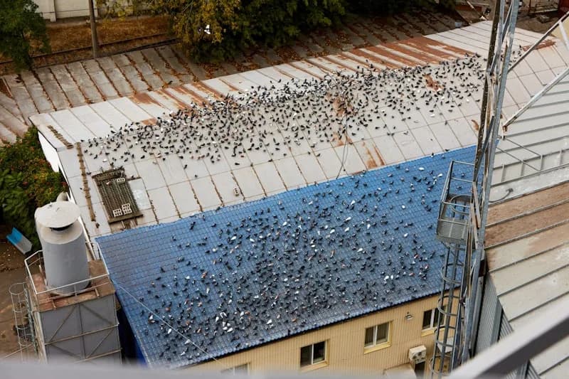 Parvada de palomas posada sobre la cubierta de una nave industrial, junto a un tanque y una escalera de servicio