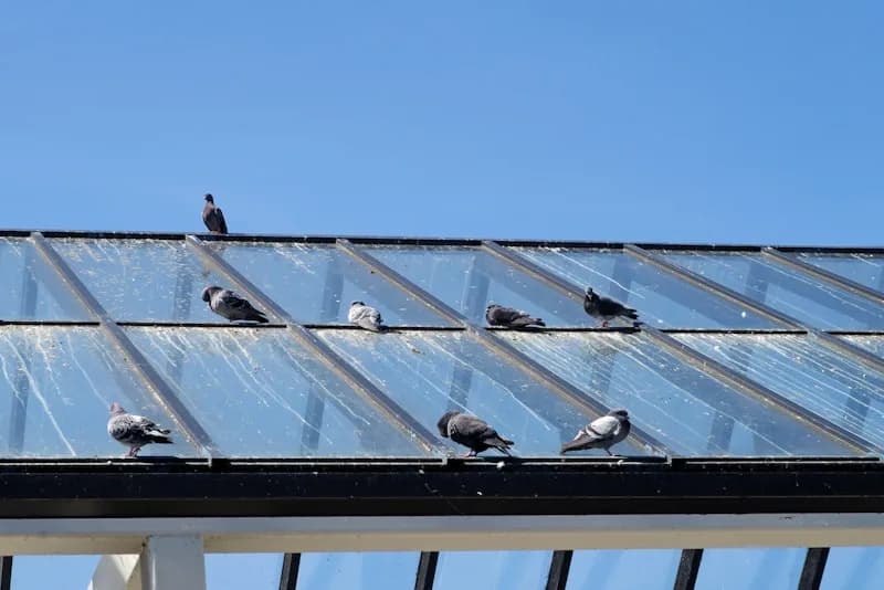 Palomas posadas sobre una cubierta de vidrio con estructura metálica