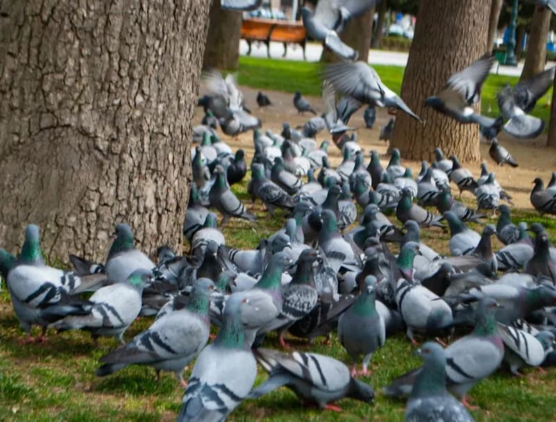 Decenas de palomas alimentándose en el pasto de un parque, junto a troncos de árboles